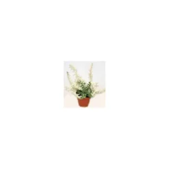 Euonymus Arlequin - Le pot de 13 cm