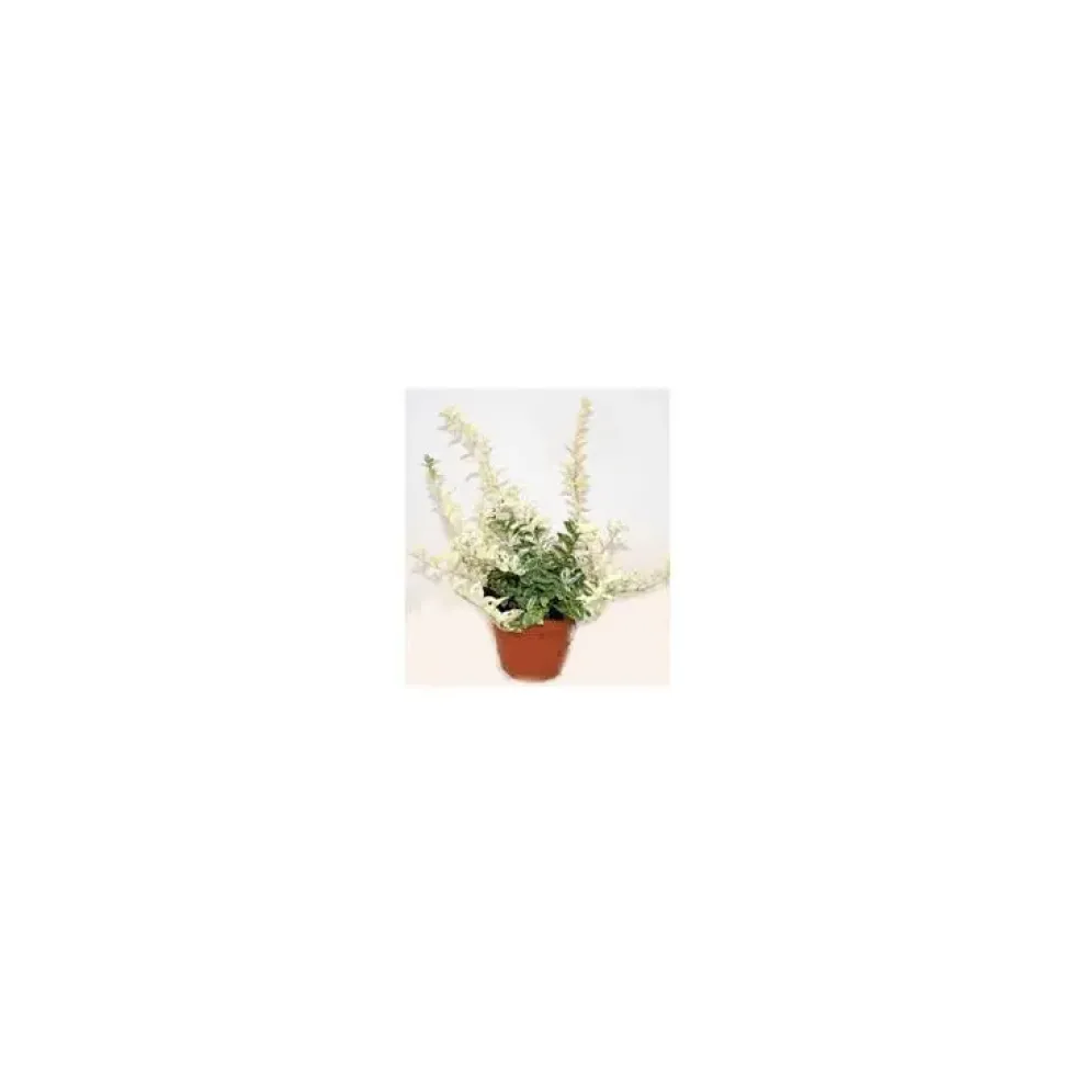 Euonymus Arlequin - Le pot de 13 cm