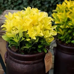 Euonymus Japonicus El Dorado jaune en pot de 4 L