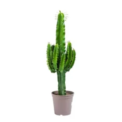Euphorbe d'Erythrée 100 cm. Le pot de 22 cm