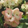 Euphorbe Milii - Le pot de 10,5 cm