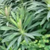 Euphorbia Martini Tiny Tim - Le pot de 3 litres