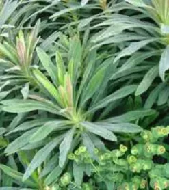 Euphorbia Martini Tiny Tim - Le pot de 3 litres