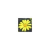 Euryops Chrysanthemoides - Le pot de 5 litres