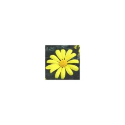 Euryops Chrysanthemoides - Le pot de 5 litres