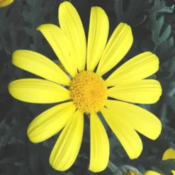 Euryops Pectinatus Touffe - Le pot de 25 cm