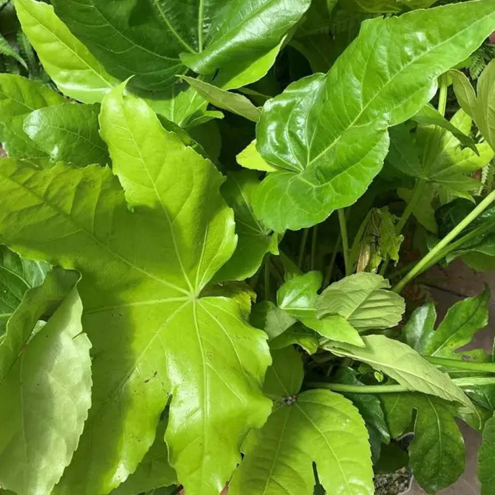 Faux-Aralia ou Fatsia Japonica vert. Le pot de 3 litres.