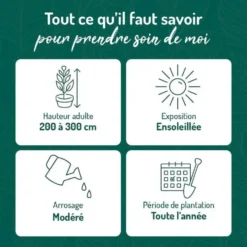 Feijoa (Goyavier du Brésil) vert. Le pot de 3 litres