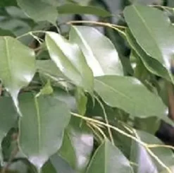 Ficus Benjamina. Le pot de Ø 17 x H 65 cm, forme pyramide