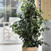 Ficus Benjamina. Le pot de Ø 14 x H 55 cm