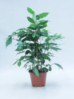 Ficus Benjamina. Le pot de Ø 14 x H 55 cm
