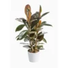 Ficus Elastica Abidjan. Le pot Ø 20 cm