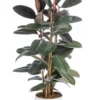 Ficus elastica Abidjan 3 pieds vert en pot blanc émaillé botanic®. Le pot Ø 24 cm