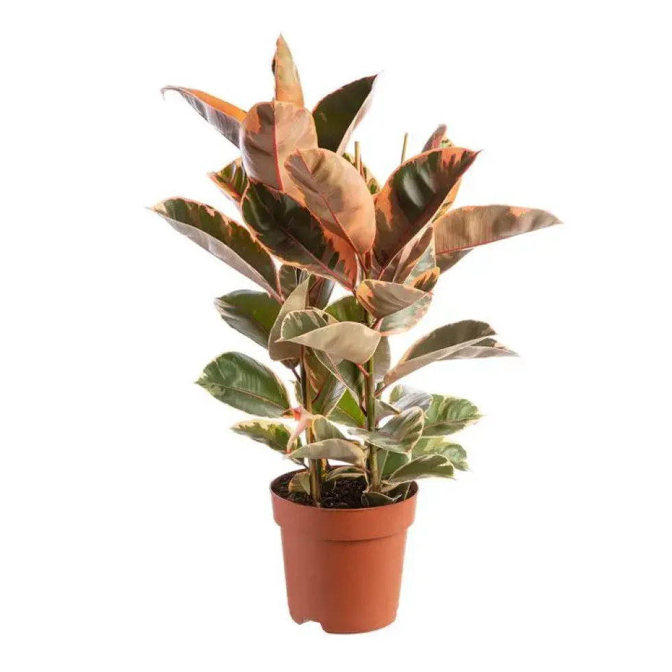 Ficus elastica (Caoutchouc). Le pot Ø 24 cm