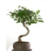 Ficus retusa kusamono coloris vert