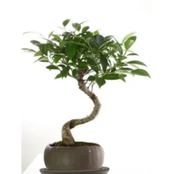 Ficus retusa kusamono coloris vert