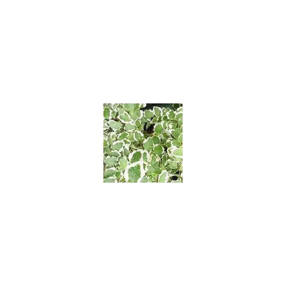 Ficus Sunny - Pot de Ø12 cm