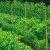 Filet à ramer coloris vert 1x5 m