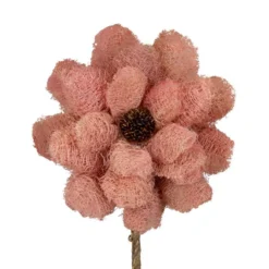 Fleur de luffa nature rose - Ø 15 x H 75 cm