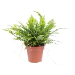 Fougère Nephrolepis Green Lady pot Ø12 cm/ H35 cm