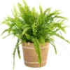 Fougère Nephrolepis. Le pot avec cache-pot en vannerie Ø 17 cm