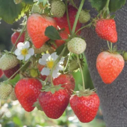 Fraisier 'Cijosée' Bio. La motte de 7x7 cm