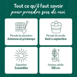 Framboisier Autumn Amber Bio. Le pot de 2 litres