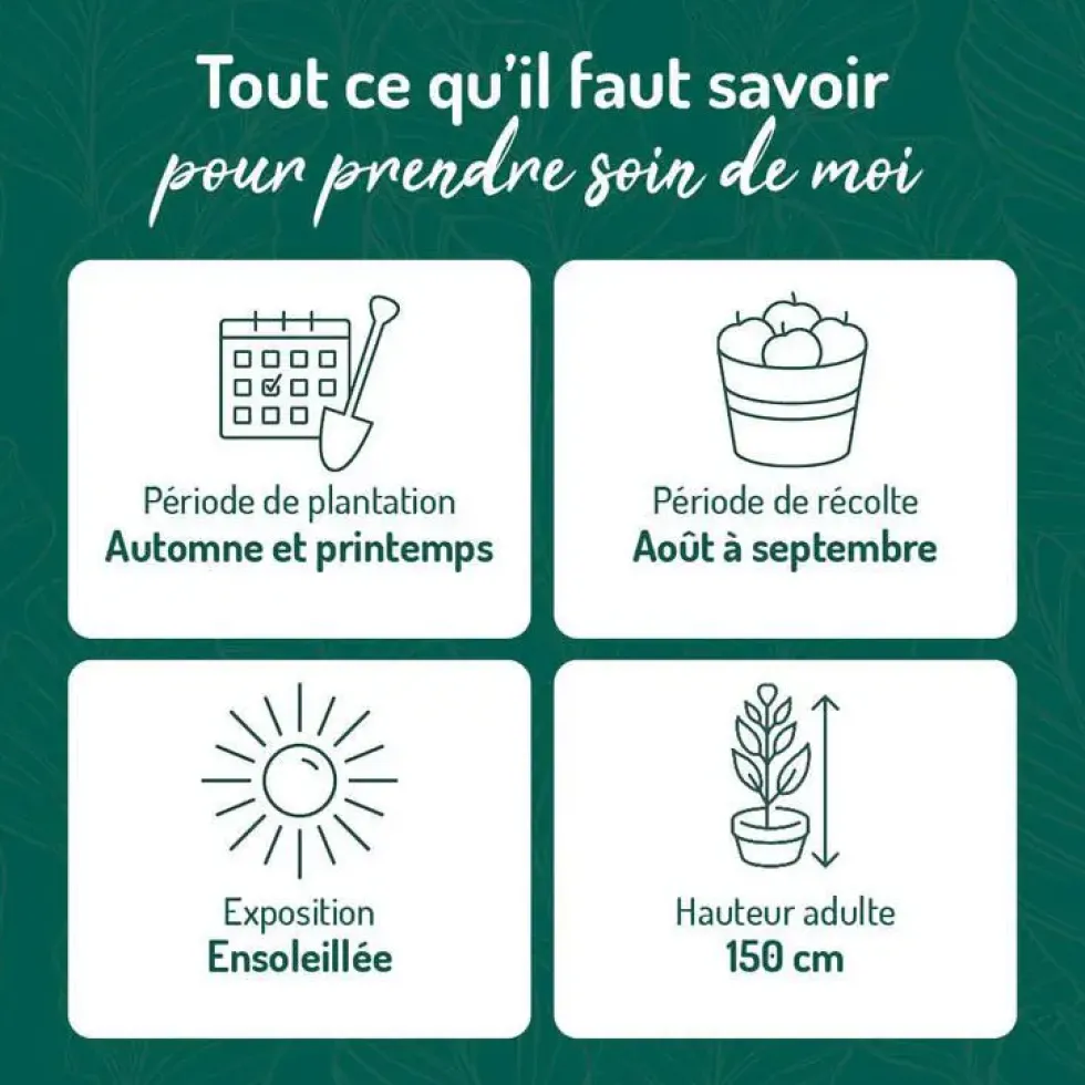 Framboisier Autumn Amber Bio. Le pot de 2 litres