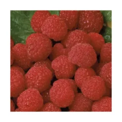 Framboisier Belle De Malicorne® Bio. Le pot de 2 litres