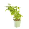 Framboisier Golden Everest Bio. Le pot de 5 litres