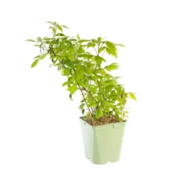 Framboisier Golden Everest Bio. Le pot de 5 litres