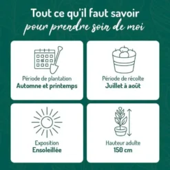 Framboisier Golden Everest Bio. Le pot de 5 litres