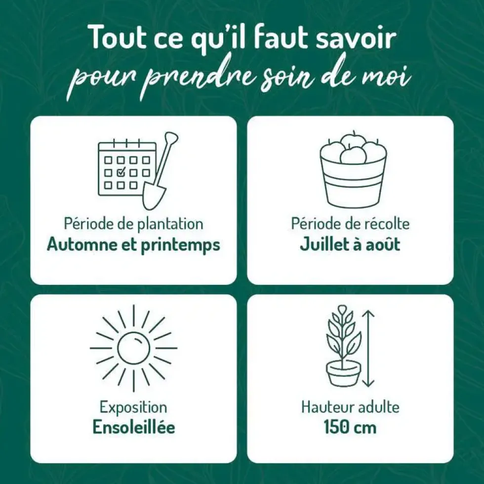 Framboisier Golden Everest Bio. Le pot de 5 litres