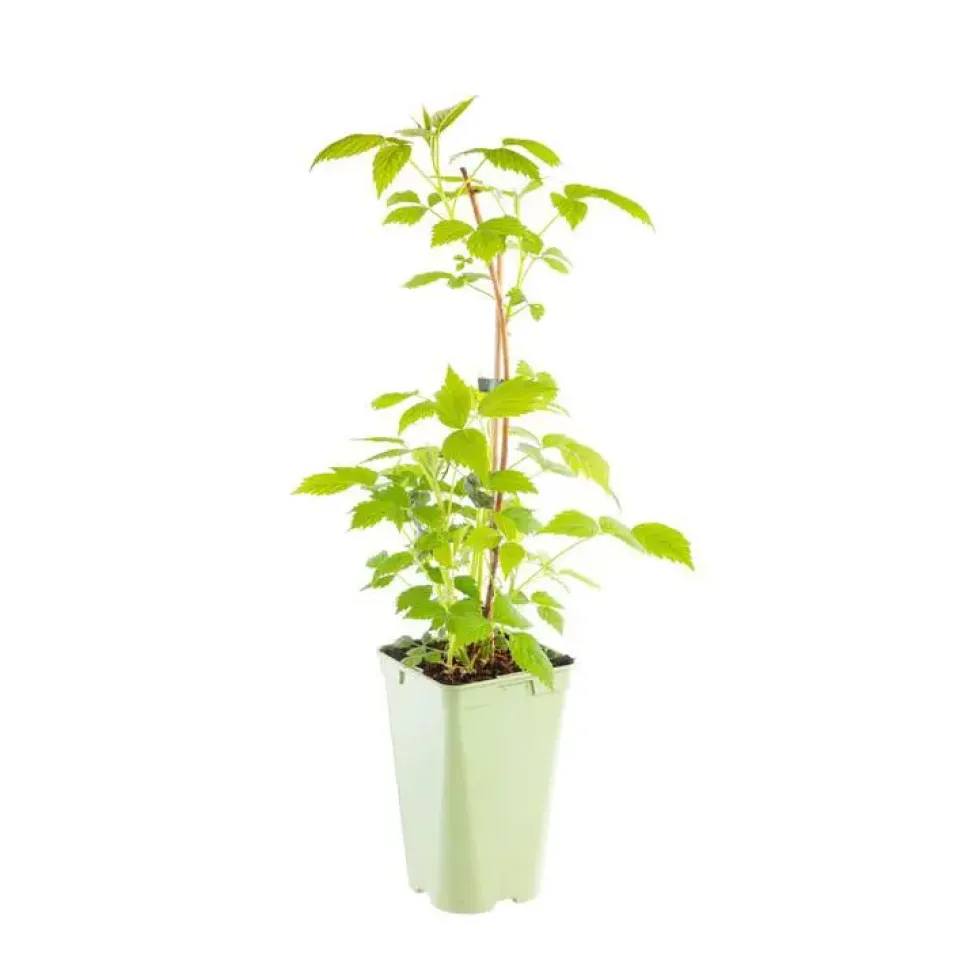 Framboisier Yummi Rustica® Bio. Le pot de 2 litres