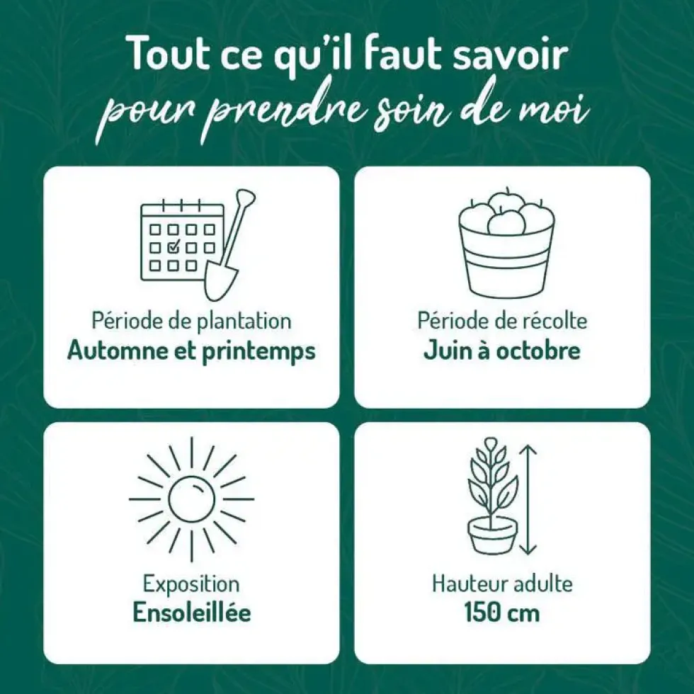 Framboisier Yummi Rustica® Bio. Le pot de 2 litres