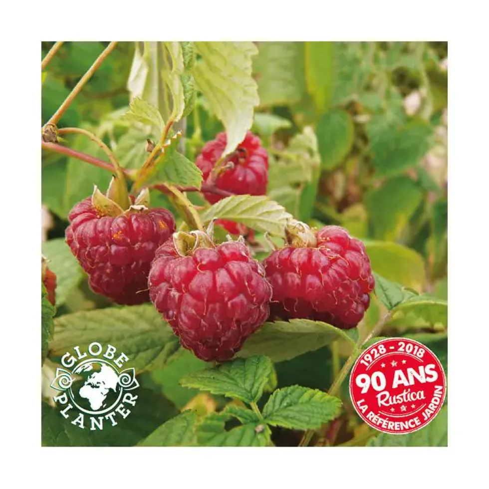 Framboisier Yummi Rustica® Bio. Le pot de 2 litres