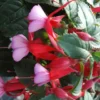 Fuchsia - Le pot carré de 17 cm