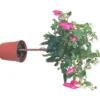 Fuchsia mini tige - Le pot de 15 litres