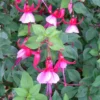 Fuchsia Varié - Le pot de 7,5 litres