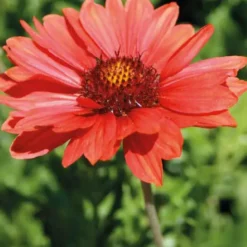 Gaillarde rouge - Le pot de 9 x 9 cm