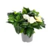 Gardénia pot Ø13xH20/40 cm