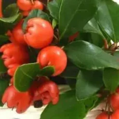 Gaultheria Procumbens – Pot de 1L