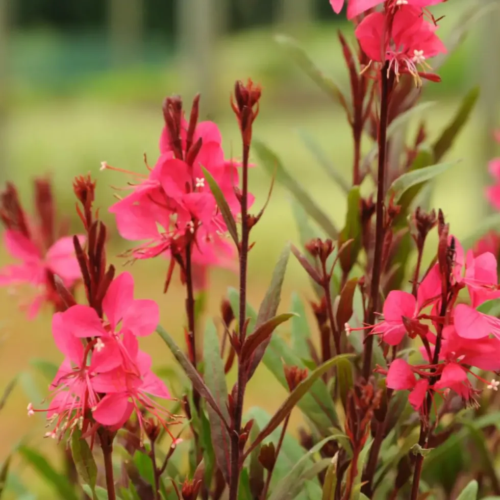 Gaura coloris rose. Le pot de 2 litres