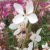 Gaura à fleurs blanches - Le pot de 7,5 litres