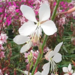 Gaura à fleurs blanches - Le pot de 7,5 litres