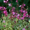 Gaura ‘Gambit Variegata Rose’ - Le pot de 2 litres