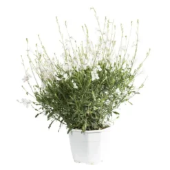 Gaura Lindheimeri - Le pot de 3 litres