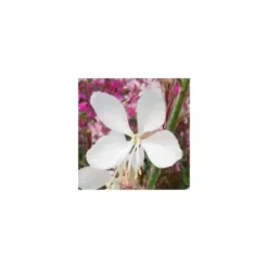 Gaura Lindheimeri - Le pot de 1 litre