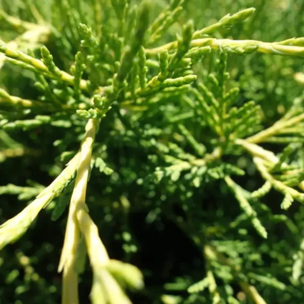 Genévrier Juniperus Media Old Gold 60/80. Le pot de 5 litres