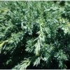 Genévrier Juniperus Squamata Blue Carpet. Le pot de 2 litres
